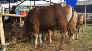 OPD Pemprov Sulsel Kurban 16 Ekor Sapi, Biro Kesra: Data Sementara