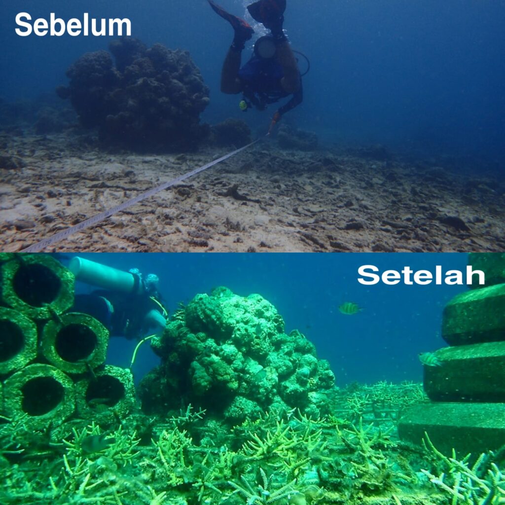 Rehabilitasi Terumbu Karang Pulau Salebbo Pangkep, Ini Wujud Komitmen Andi Sudirman Jaga Ekosistem Laut