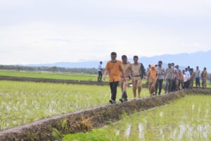 1,2 juta Kg Benih Padi Andalan Gratis Dibagikan Pemprov Sulsel untuk 35.476 Petani 