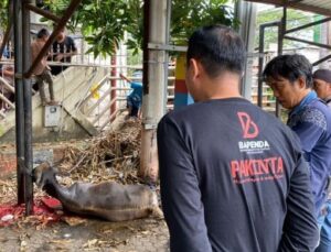 Bapenda Makassar Kurban 8 Ekor Sapi