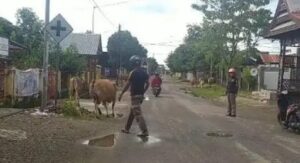 Banyak Sapi Berkeliaran Masuk ke Jalan Raya di Sinjai