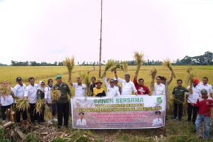 Gunakan Benih Padi Bantuan Gubernur, Petani di Sidrap Akui Produksi Padi Meningkat