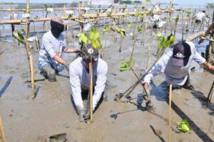 Tanam 35.300 Batang Mangrove, Gubernur Sulsel : Tanam Satu Pohon, Selamatkan Ribuan Makhluk Hidup
