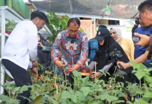 Kunjungi Longwis Haderslave Kelurahan Maloku, Danny Pomanto Panen Tomat dan Pakcoy