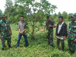 Program Ketahanan Pangan Budidaya Alpukat Aligator Kodim 1424 Sinjai Menjanjikan