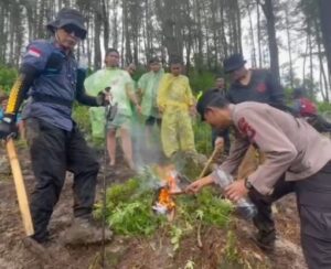 4 Lokasi Ladang Ganja Digerebek Polisi di Bontojai Bone