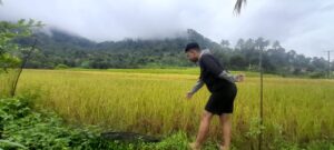 Petani di Desa Turungan Baji Hadapi Panen Raya Padi