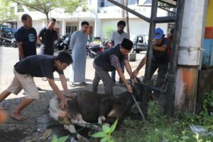 Bapenda Makassar Sembelih 4 Ekor Sapi
