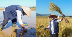 Gubernur Sulsel Tanam & Panen Padi Bersama Petani Maros