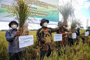Pertanian Sulsel Berjaya di Era Andi Sudirman Sulaiman