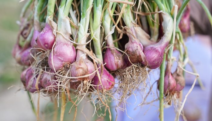 Fenomena El Nino Sebabkan Produksi Bawang Merah Berkurang