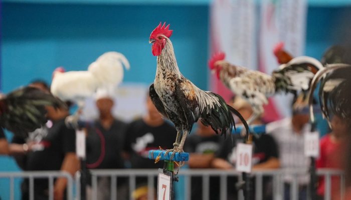 Kontes Ayam Ketawa, Membangkitkan Ayam Khas Sulsel