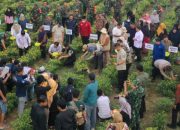 Wajo Panen Raya Cabai saat Daerah Lain Terdampak Inflasi
