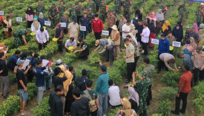 Wajo Panen Raya Cabai saat Daerah Lain Terdampak Inflasi