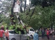 Musim Hujan, DLH Makassar Imbau Masyarakat Hati-hati Pohon Tumbang