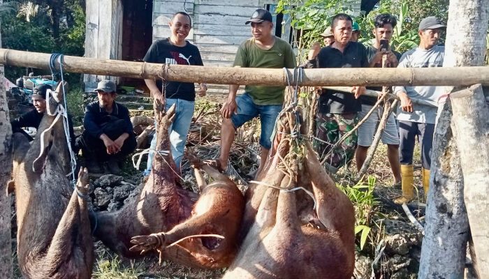 Pemda Bulukumba Terus Giatkan Perburuan Babi, 49 Ekor Dibasmi