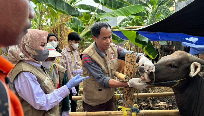 DP2 Makassar Gencar Lakukan Pemeriksaan Hewan Kurban Jelang Idul Adha
