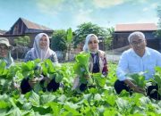 Kepala DP2 Makassar Tinjau Rumah Bibit Hortikultura