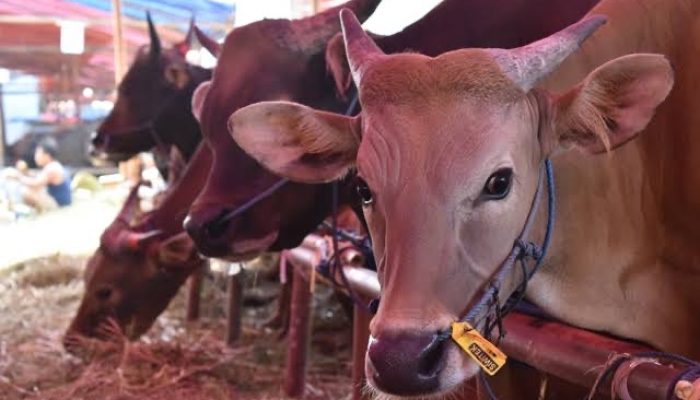 Hari Raya IdulAdha 1445 H, Pj Bupati dan Sekda Sinjai Sumbang Masing-Masing Satu Ekor Sapi