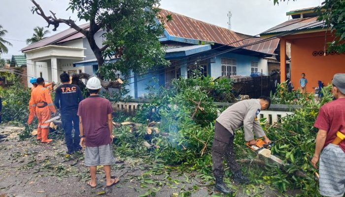Hujan Disertai Angin Kencang Melanda Bulukumba, Terjadi Pohon Tumbang Disejumlah Lokasi