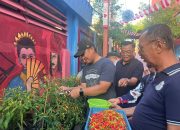 Camat Bontoala Berkunjung di Kelurahan Timlo Giat Panen Cabai dan Kangkung