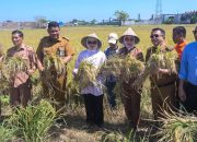 Didampingi Camat Tamalate, Indira Tinjau Sawah dan Borong Hasil Panen Pangan Petani