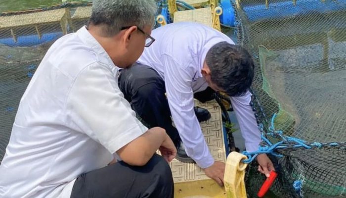 DP2 Makassar Monitoring Budidaya Ikan Nila
