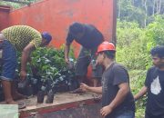Petani Kakao di Sulsel Cuan Berkat Bantuan Bibit di Era Andi Sudirman