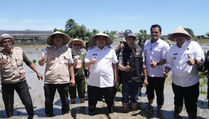 Saksikan Gerakan Menanam Serentak dengan Prabowo, Camat Tamalate Dampingi Appi Turun Tanam Padi