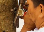 DLH Makassar Gelar Aksi Pembersihan Reklame hingga Paku pada Pohon