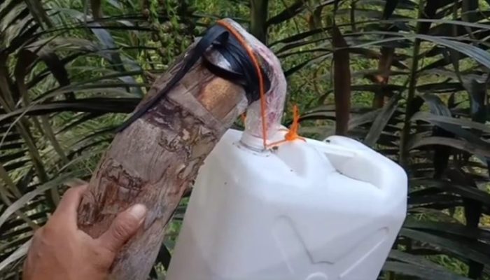 Potensi Ekonomi, Gula Aren jadi Ciri Khas Desa Turungan Baji