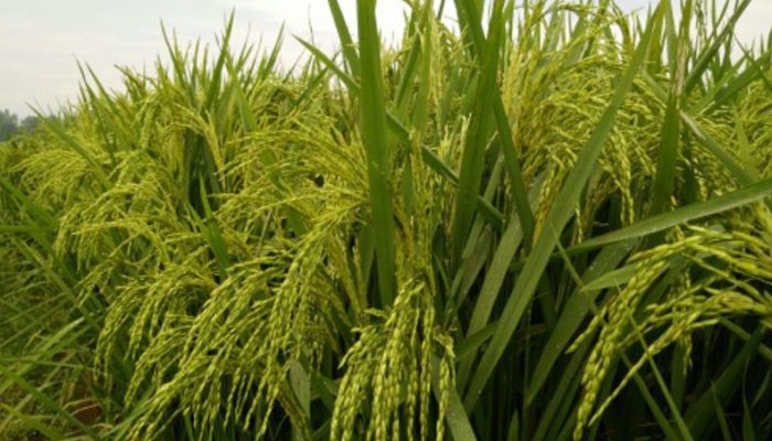 Dorong Produktivitas, Dinas Pertanian Palopo Usulkan 12.500 Kg Benih Padi Ciherang ke Pemprov Sulsel