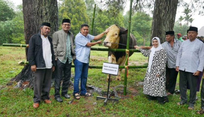 Bupati Sinjai Serahkan Sapi Kurban Bantuan Presiden Prabowo Subianto ke Masjid Besar Ikhwanusshafaa