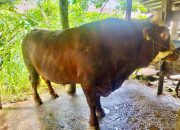 Bulukumba Berkurban Sebanyak 1.636 Ekor, Termasuk Kurban Bantuan Prabowo