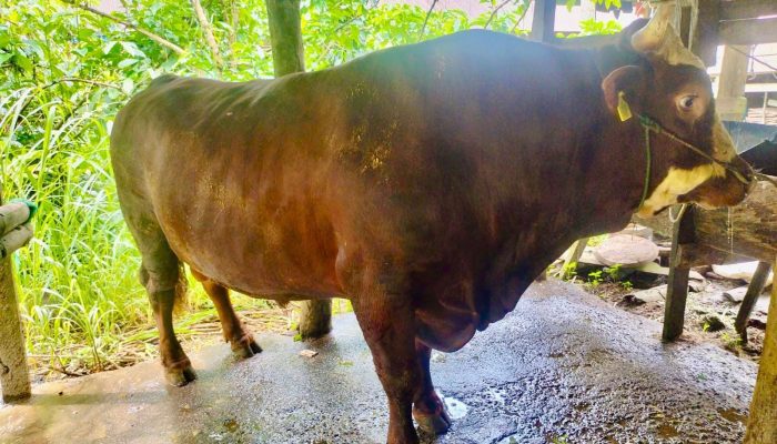 Bulukumba Berkurban Sebanyak 1.636 Ekor, Termasuk Kurban Bantuan Prabowo