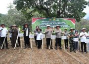 Sinjai Jadi Lokus Penanaman Jagung Kuartal III di Sulsel, Bupati Ratnawati Harap Swasembada