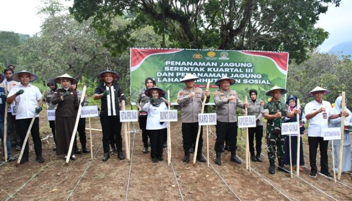 Sinjai Jadi Lokus Penanaman Jagung Kuartal III di Sulsel, Bupati Ratnawati Harap Swasembada