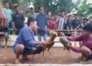 ‎Viral Video Sabung Ayam di Raja Bone, Pemain Datang dari Luar Daerah, Polisi Tutup Mata?