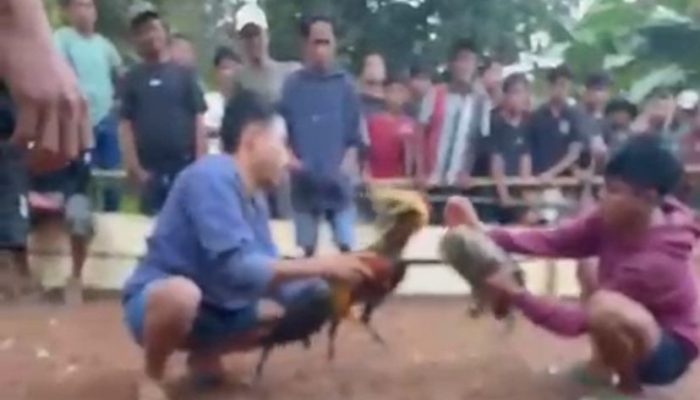 ‎Viral Video Sabung Ayam di Raja Bone, Pemain Datang dari Luar Daerah, Polisi Tutup Mata?