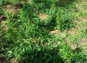 Usai Pengungkapan Lahan Ganja, Kapolres Bulukumba Tuai Apresiasi dari Pemuda Justicia