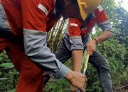Respon Cepat dan Pemulihan Jaringan, PLN Icon Plus Pastikan Layanan Kembali Normal