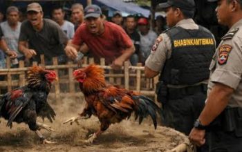Sabung Ayam Diduga Merajalela Dekat Polsek Bontotiro, Warga Soroti Dugaan Pembiaran Oknum