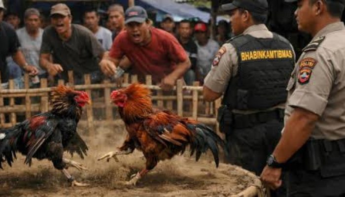 Sabung Ayam Diduga Merajalela Dekat Polsek Bontotiro, Warga Soroti Dugaan Pembiaran Oknum