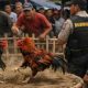 Sabung Ayam Diduga Merajalela Dekat Polsek Bontotiro, Warga Soroti Dugaan Pembiaran Oknum