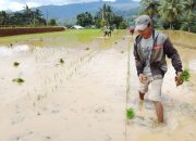 Musim Tanam Tiba, Petani Desa Turungan Baji Turun ke Sawah dengan Optimisme Baru