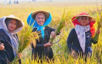 FAO Akui Keunggulan Pangan Nasional: Stok Beras Melimpah, Indonesia Tak Lagi Impor dan Siap Ekspor