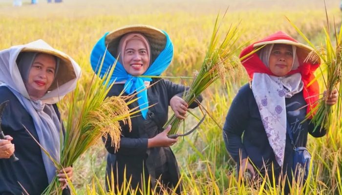 FAO Akui Keunggulan Pangan Nasional: Stok Beras Melimpah, Indonesia Tak Lagi Impor dan Siap Ekspor