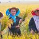 FAO Akui Keunggulan Pangan Nasional: Stok Beras Melimpah, Indonesia Tak Lagi Impor dan Siap Ekspor