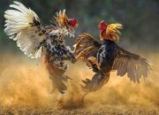 Menanti Langkah Kapolres Baru, Ketua FPK Soroti Maraknya Dugaan Judi Sabung Ayam di Toraja Utara