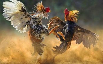 Menanti Langkah Kapolres Baru, Ketua FPK Soroti Maraknya Dugaan Judi Sabung Ayam di Toraja Utara